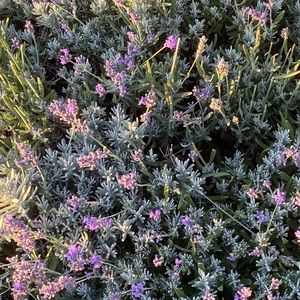 Meet your Posher, Bailey